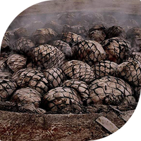 ROASTED AGAVE